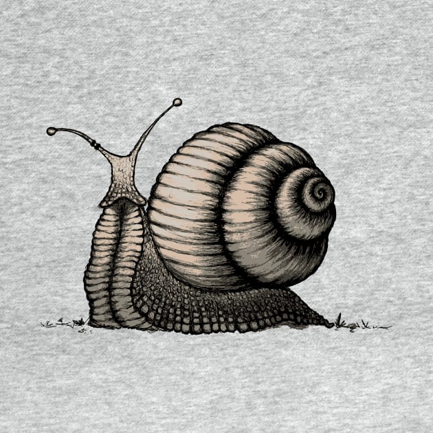 Snail by mangulica